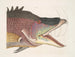 Le grand poisson-hogfish - Mark Catesby — visning af kunstværket