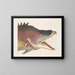 Le grand poisson-hogfish - Mark Catesby — indrammet kunstværk på væggen