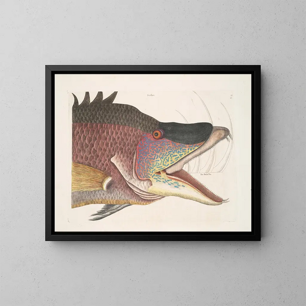 Le grand poisson-hogfish - Mark Catesby — indrammet kunstværk på væggen