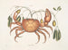 Mark Catesby — visning af kunstværket