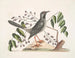 L'arbre Gumelimy - Mark Catesby — visning af kunstværket
