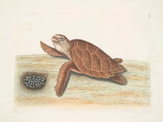Tortue caouanne - Mark Catesby — visning af kunstværket
