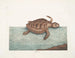 La tortue caouanne - Mark Catesby — visning af kunstværket