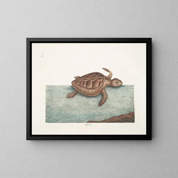 La tortue caouanne - Mark Catesby — indrammet kunstværk på væggen
