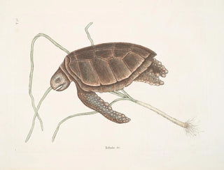 Tortue verte - Mark Catesby — visning af kunstværket