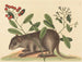 Le coney des Bahamas - Mark Catesby — visning af kunstværket