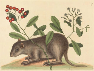 Le coney des Bahamas - Mark Catesby — visning af kunstværket