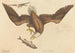 Le Pygargue à tête blanche (Falco leucocephalus) - Mark Catesby | Reproduction — visning af kunstværket
