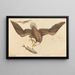 Le Pygargue à tête blanche (Falco leucocephalus) - Mark Catesby | Reproduction — indrammet kunstværk på væggen