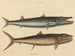 Le barracuda - Mark Catesby — visning af kunstværket
