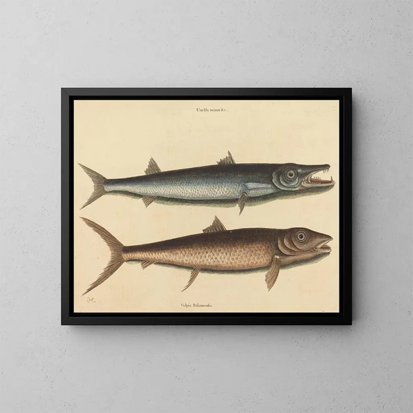 Le barracuda - Mark Catesby — indrammet kunstværk på væggen