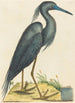 Le Héron Bleu Ardea coerulea - Mark Catesby — visning af kunstværket