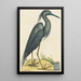Le Héron Bleu Ardea coerulea - Mark Catesby — indrammet kunstværk på væggen