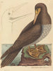 Le fou Pelecanus sula - Mark Catesby — visning af kunstværket
