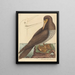 Le fou Pelecanus sula - Mark Catesby — indrammet kunstværk på væggen