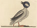 Le canard à tête de buffle - Mark Catesby — visning af kunstværket