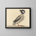Le canard à tête de buffle - Mark Catesby — indrammet kunstværk på væggen