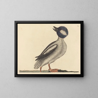 Mark Catesby - The Buffels Head Duck Anas bucephala.webp