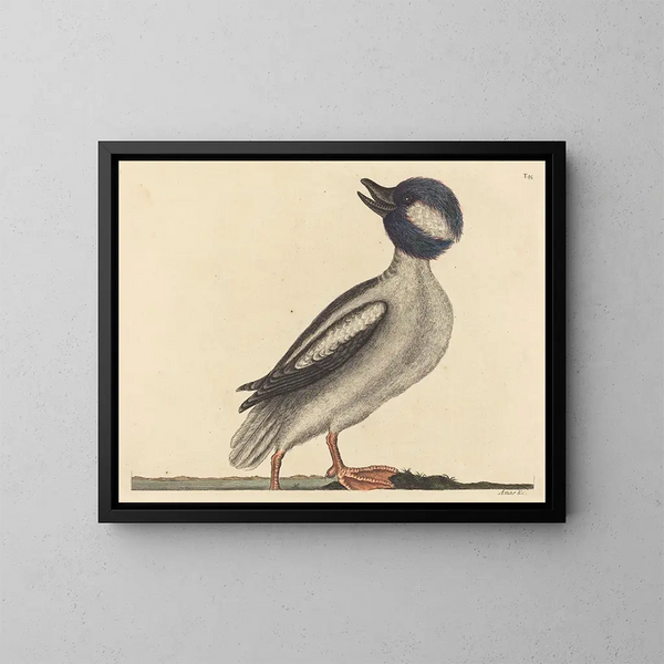Le canard à tête de buffle - Mark Catesby — indrammet kunstværk på væggen