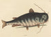 Le Poisson-Chat Silurus catus - Mark Catesby — visning af kunstværket