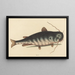 Le Poisson-Chat Silurus catus - Mark Catesby — indrammet kunstværk på væggen