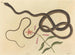 Le serpent fouet de coachwhip - Mark Catesby — visning af kunstværket