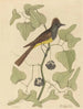 Le Moucherolle huppé Muscicapa cristata - Mark Catesby — visning af kunstværket