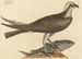 Le balbuzard pêcheur Falco haliaetus - Mark Catesby — visning af kunstværket