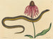 Le serpent de verre Anguis ventralis - Mark Catesby — visning af kunstværket