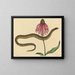 Le serpent de verre Anguis ventralis - Mark Catesby — indrammet kunstværk på væggen