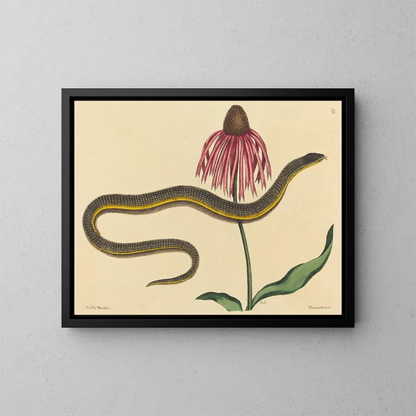 Le serpent de verre Anguis ventralis - Mark Catesby — indrammet kunstværk på væggen