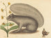 Le tamia gris - Mark Catesby — visning af kunstværket