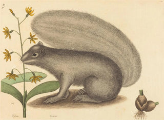 Le tamia gris - Mark Catesby — visning af kunstværket