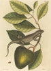 L'Iguane Lacerta Iguana - Mark Catesby — visning af kunstværket