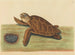 La tortue imbriquée - Mark Catesby — visning af kunstværket