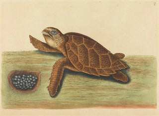 La tortue imbriquée - Mark Catesby — visning af kunstværket
