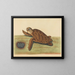 La tortue imbriquée - Mark Catesby — indrammet kunstværk på væggen