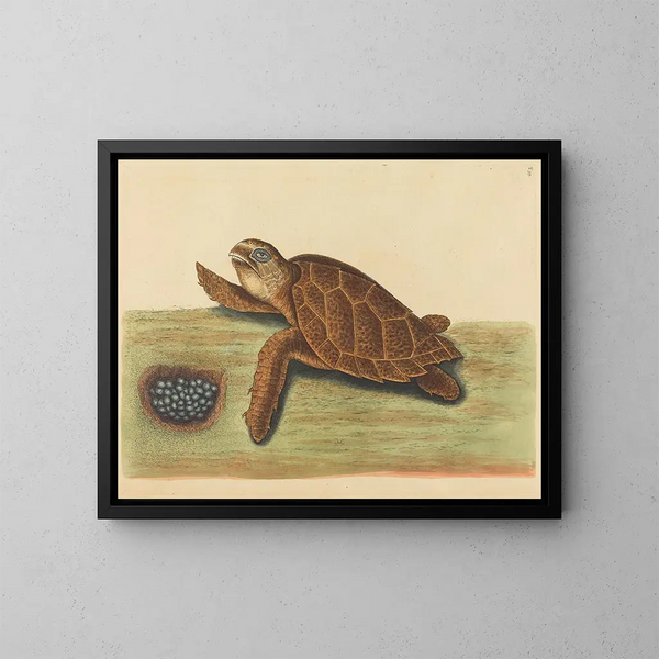 La tortue imbriquée - Mark Catesby — indrammet kunstværk på væggen