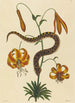 Le Serpent à Nez de Cochon Boa contortrix - Mark Catesby — visning af kunstværket