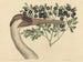 La Grue du Canada Ardea americana - Mark Catesby — visning af kunstværket