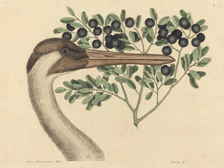 Mark Catesby - The Hooping Crane Ardea Americana.webp