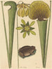 La grenouille terrestre Rana - Mark Catesby — visning af kunstværket
