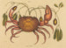 Le crabe terrestre Cancer ruricola - Mark Catesby — visning af kunstværket
