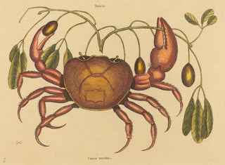Le crabe terrestre Cancer ruricola - Mark Catesby — visning af kunstværket