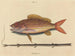 Le sparus synagris - Mark Catesby — visning af kunstværket
