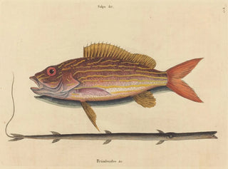 Le sparus synagris - Mark Catesby — visning af kunstværket