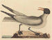 La mouette rieuse - Mark Catesby — visning af kunstværket