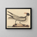 La mouette rieuse - Mark Catesby — indrammet kunstværk på væggen
