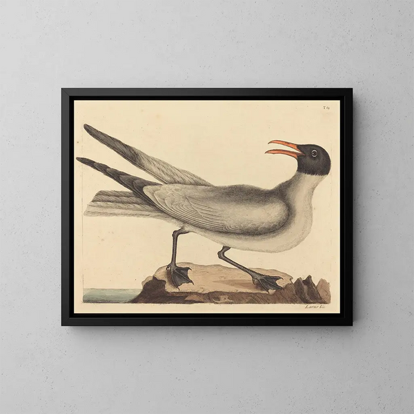 La mouette rieuse - Mark Catesby — indrammet kunstværk på væggen