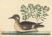 Le Petit Canard Brun, Anas rustica - Mark Catesby — visning af kunstværket